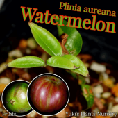 󡦥ܥ [ʼ:֥󥫡饸]ץ˥쥢/Plinia aureana Watermelon Jaboticaba