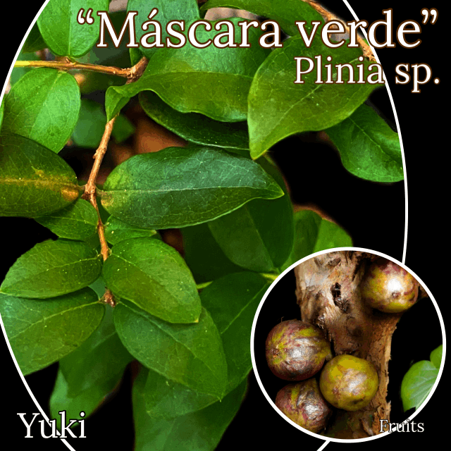 ����ܥ����� ���[�ʼ�:�ޥ����� �������]Plinia sp. "Mascara verde"/ͽ����:������λ����ȯ��