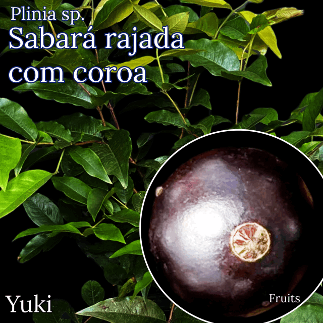 ドワーフ・ジャボチカバ 種子[品種:サバラ・ラジャダ・コム・コロア]Plinia sp. `Sabara rajada com coroa`/予約商品:生産完了次第発送