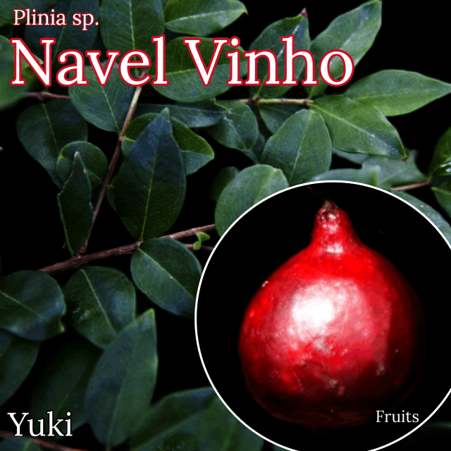 ジャボチカバ 種子[品種:ネーブル・ヴィノ]Plinia sp. `Navel Vinho`/予約商品:生産完了次第発送