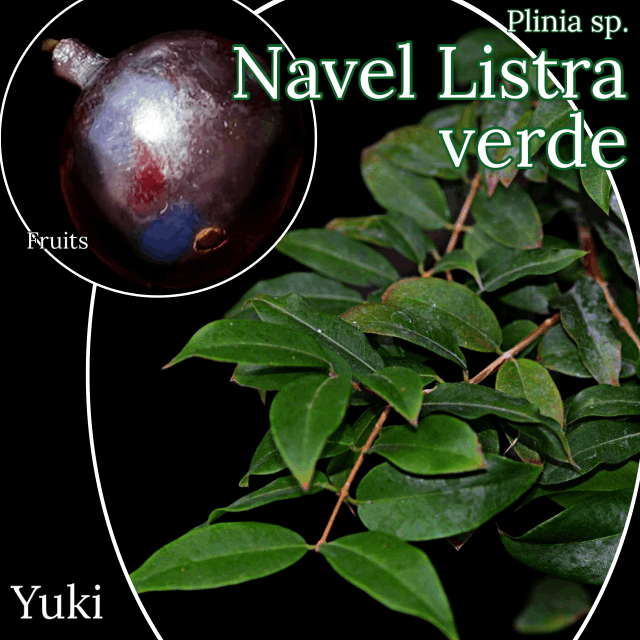 ジャボチカバ 種子[品種:ネーブル・リステラヴェルデ]Plinia sp. `Navel Listra Verde`/予約商品:生産完了次第発送