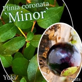 ʥܥ [ʼ:ޥʡ]Plinia coronata `Minor`/ͽ:λȯ