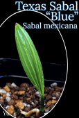 Х롦ᥭ ֥롼 [Ѵ䥷]Sabal mexicana Blue