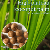 ϥץȡʥåĥѡ [Ѵ䥷]٥åꥪե˥åեǥ/Beccariophoenix alfredii