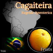 ƥ [֥饸ꥢ󡦥ե롼]桼˥ǥƥꥫ/Eugenia dysenterica/ͽ:λȯ