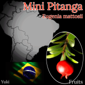 ߥˡԥ /桼˥ޥȥ/Eugenia mattosii/ͽ:λȯ