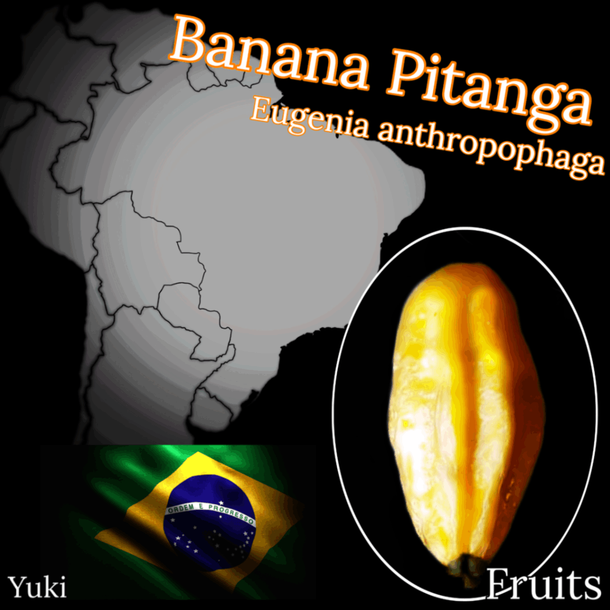 692〓希少Eugenia anthropophaga バナナピタンガ 熱帯果樹 バナナ・ピタンガ 種子/ユーゲニア・アンスロポファガ/Eugenia