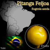 ԥ󥬡ե祢 /桼˥/Eugenia azeda/ͽ:λȯ