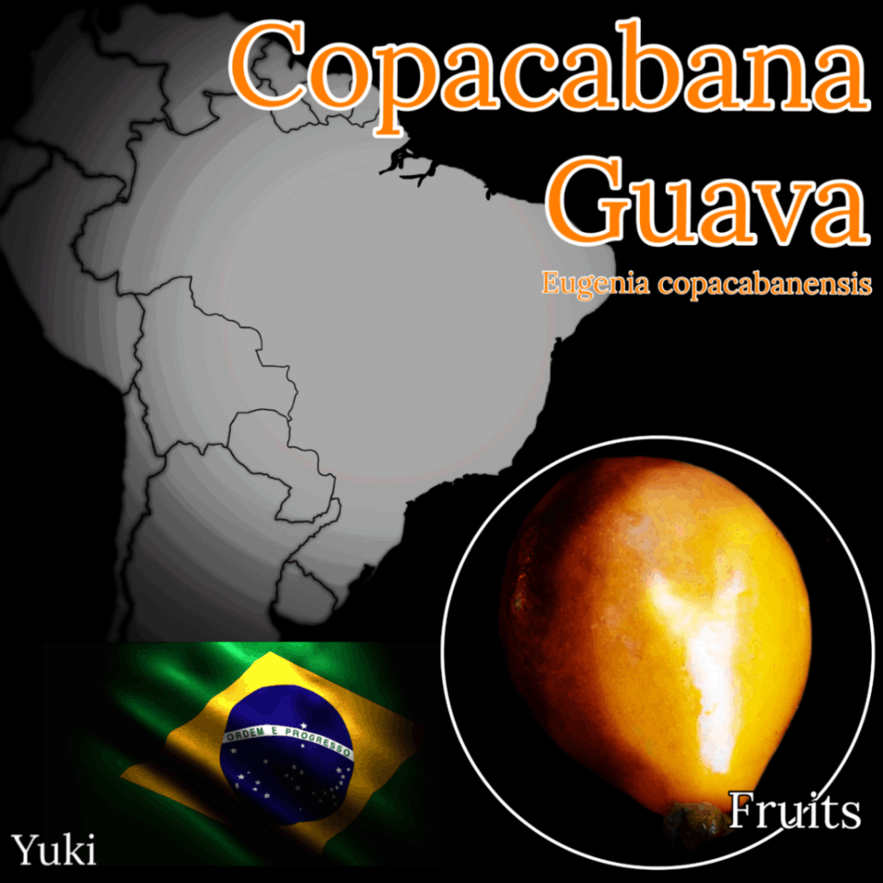 コパカバーナ・グアバ 種子/ユーゲニア・コパカバネンシス/Eugenia copacabanensis/予約商品:生産完了次第発送