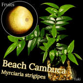 ӡ֥ [ǮӲ̼]ߥ륷ꥢȥꥸڥ/Myrciaria strigipes