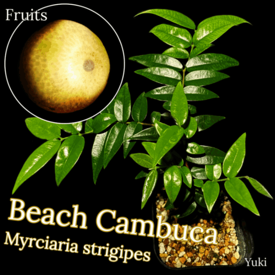 732〓希少 Myrciaria Pilosa 熱帯果樹 ラスト1苗 732〓希少 Myrciaria Pilosa 熱帯果樹 ラスト1苗