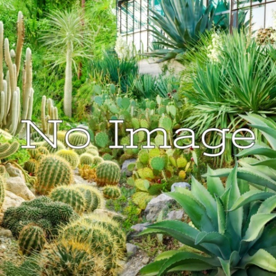 �����١������إ󥷥� ���ӥ륹�ԥ� ���/Agave utahensis subsp. Eborispina/������λ����ȯ��