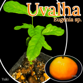 692〓希少Eugenia anthropophaga バナナピタンガ 熱帯果樹 692〓希少Eugenia anthropophaga バナナピタンガ 熱帯果樹 692