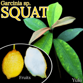 ������åȡ��ޥ󥴥����� ��[Ǯ�Ӳ̼�]Garcinia sp. ��Squat��