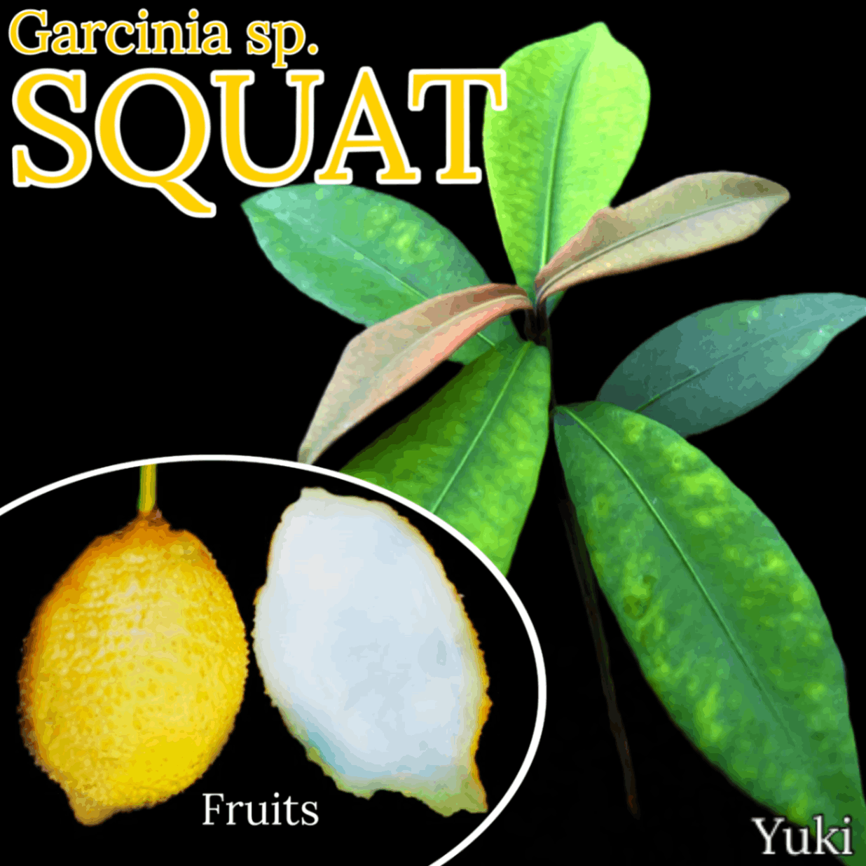 スクワット・マンゴスチン 苗[熱帯果樹]Garcinia sp. “Squat”
