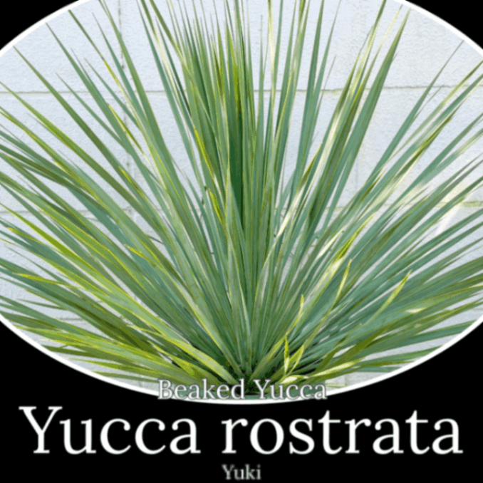 åȥ顼 (ޤ50cm)[Ѵ֥롼֥롼եå]Yucca rostrata/ͽ:λȯ
