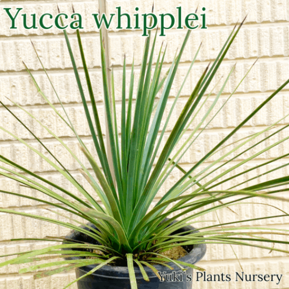 ��å��������åץ쥤 ���(����ޤ�20cm����)[�Ѵ���������å�]Yucca whipplei/ͽ����:������λ����ȯ��