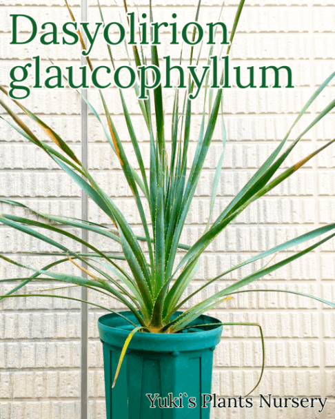 ������ꥪ�󡦥��饦���ե���� ���[�֥롼�ե��ȡ���]Dasylirion glaucophyllum/ͽ����:������λ����ȯ��