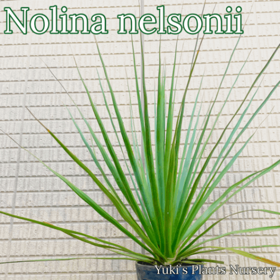 �Υ�ʡ��ͥ륽�ˡ� ���/Nolina nelsonii/ͽ����:������λ����ȯ��