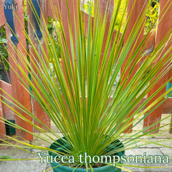 トンプソンズ・ユッカ 中株(葉先まで50cm前後)[耐寒性ユッカ]Yucca