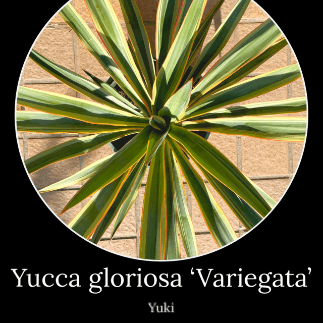 åꥪ  (ޤ20cm)[Ѵå]Yucca groliosa varisgata/ͽ:λȯ