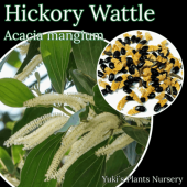 ҥå꡼ȥ [ȥԥ롦٥֥]Acacia mangium