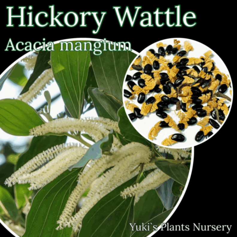 ヒッコリー・ワトル 種子[トロピカル・ベジタブル]Acacia mangium