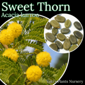 �������ȡ������� ���[ͭ�ѿ�ʪ]Acacia karroo