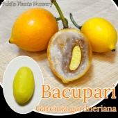 �Х��ѥ�(���������ޥ󥴥�����) ���[Ǯ�Ӳ̼�]Garcinia gardneriana /������λ����ȯ��