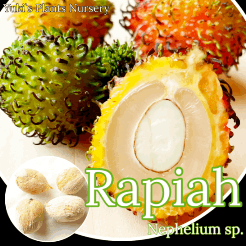 ランブータン 種子[品種:ラピア]Nephelium sp. `Rapiah`/予約商品:生産完了次第発送