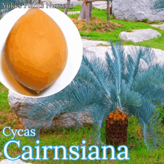 ����������������󥷥��� ���[�֥롼�ե��ƥ�]Cycas Cairnsiana/������λ����ȯ��