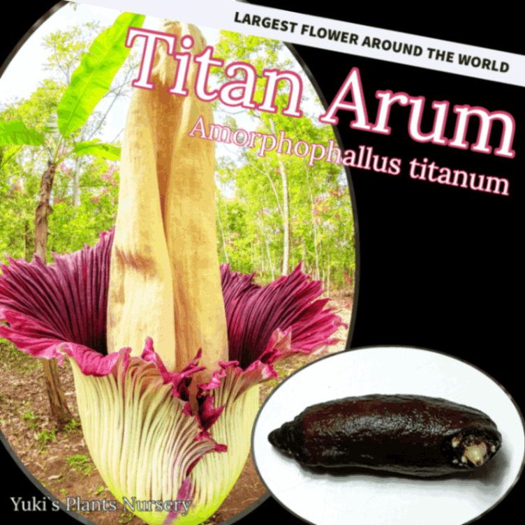 ショクダイオウコンニャク/Amorphophallus titanum/世界一大きい花