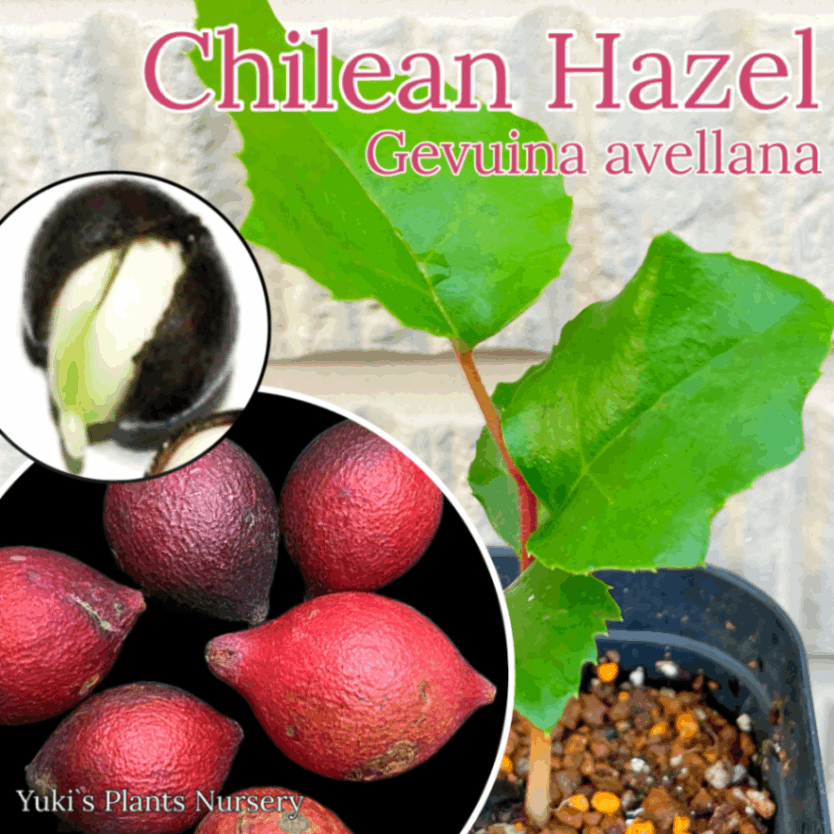 チリヘーゼルナッツ 発根種子[耐寒性ナッツ] Gevuina avellana
