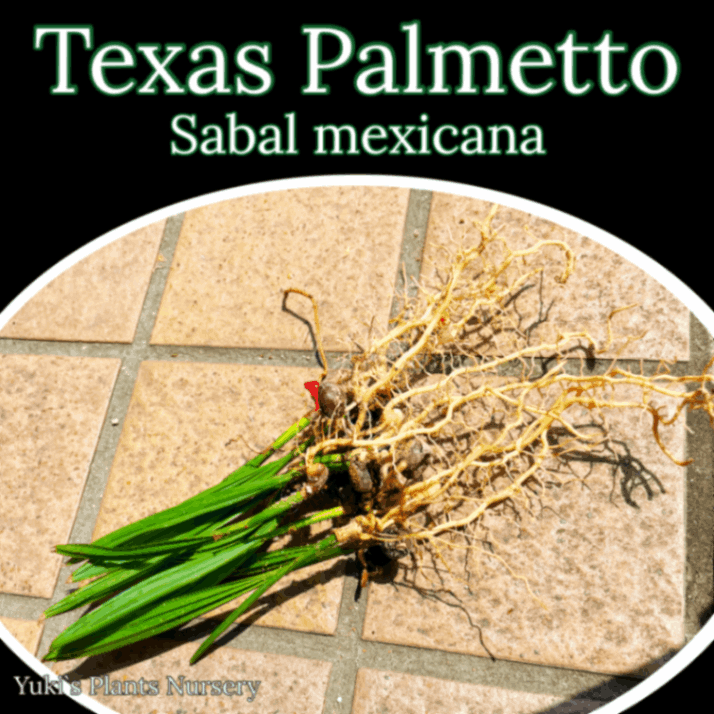 サバル・メキシカーナ  抜き苗[耐寒性ヤシ]Sabal mexicana