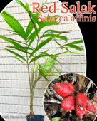 åɡå ġΥȥ٥꡼åSalacca affinis