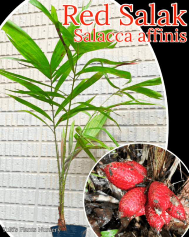 レッド・サラッカ 中苗［ストロベリーサラッカ］Salacca affinis