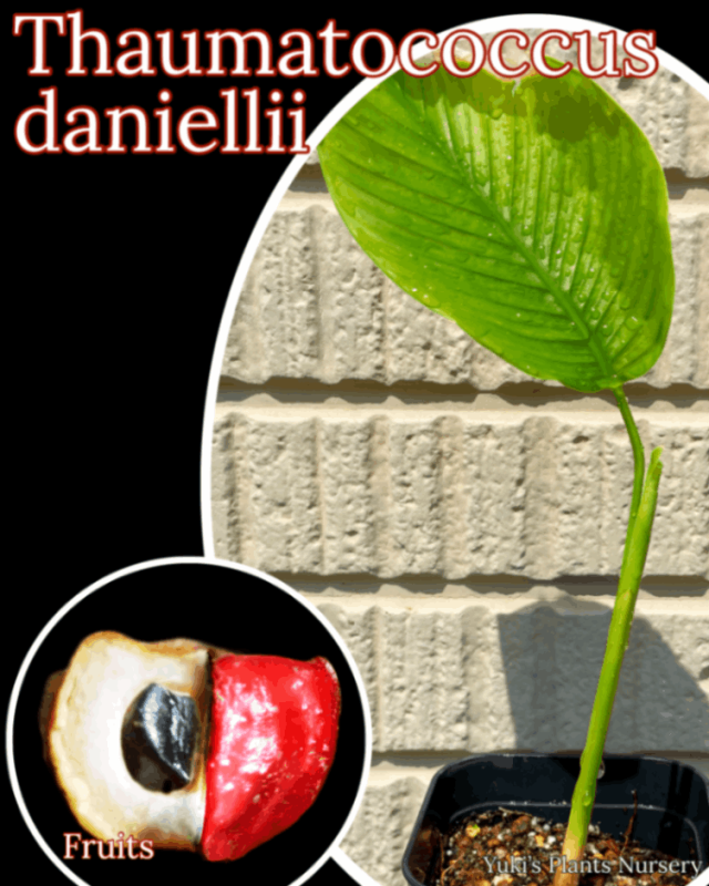 �����ޥȥå����������˥��� ��[������Ť�ʪ���θ���:�����ޥ���]Thaumatococcus daniellii