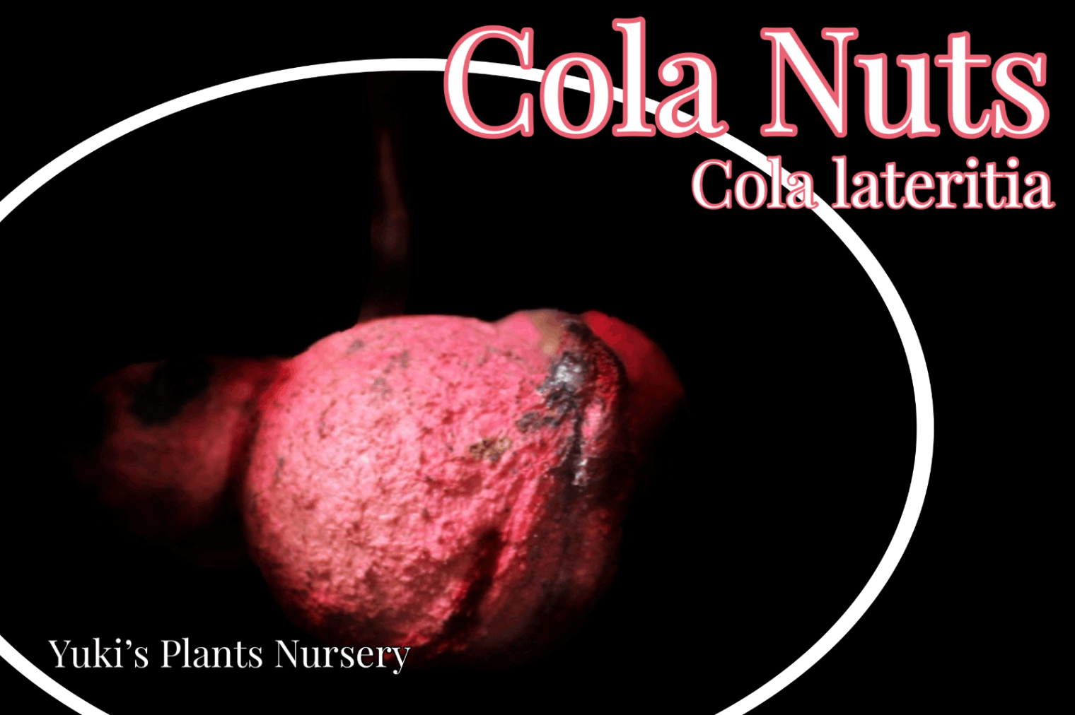 コーラ・ラテリティア 種子[コーラの木]Cola lateritia/予約商品:生産完了次第発送