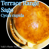 ԥ ȯ[ƥ]Cycas cupida