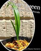 Сѡ [Ѵ䥷]Syagrus romanzoffiana litoralis