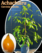��������㥤��(�ܥ�ӥ��ޥ󥴥�����) ����[Ǯ�Ӳ̼�]Garcinia humilis[�緿����]