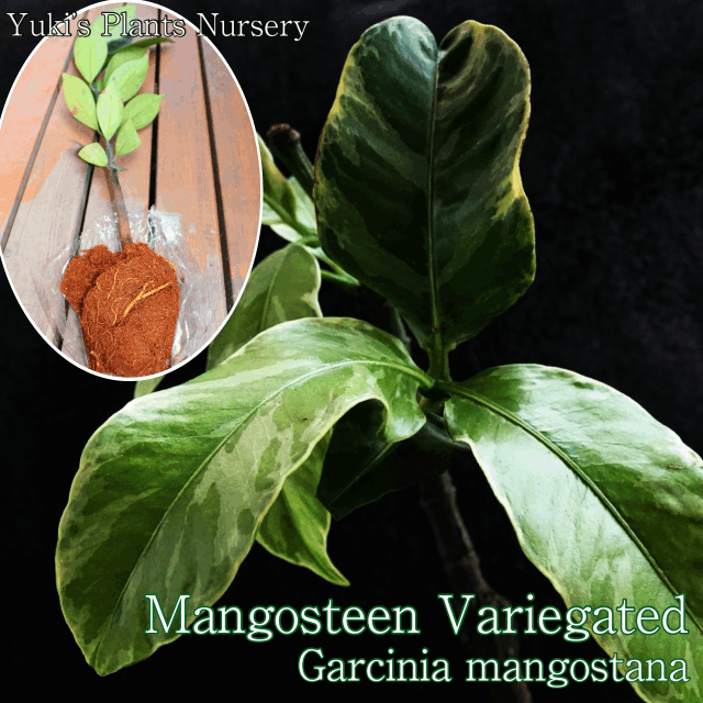 斑入りマンゴスチン 抜き苗[予約商品]Garcinia mangostana/生産完了次第発送