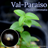 ʥܥ [ʼ:롦ѥ饤]Plinia coronata `Val-Praiso`