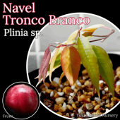 ֥͡롦ܥ [ʼ:ȥ󥳡֥]Plinia sp. Navel Tronco Branco