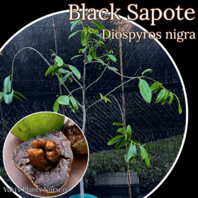 ブラックサポテ 開花大株/Diospyros nigra