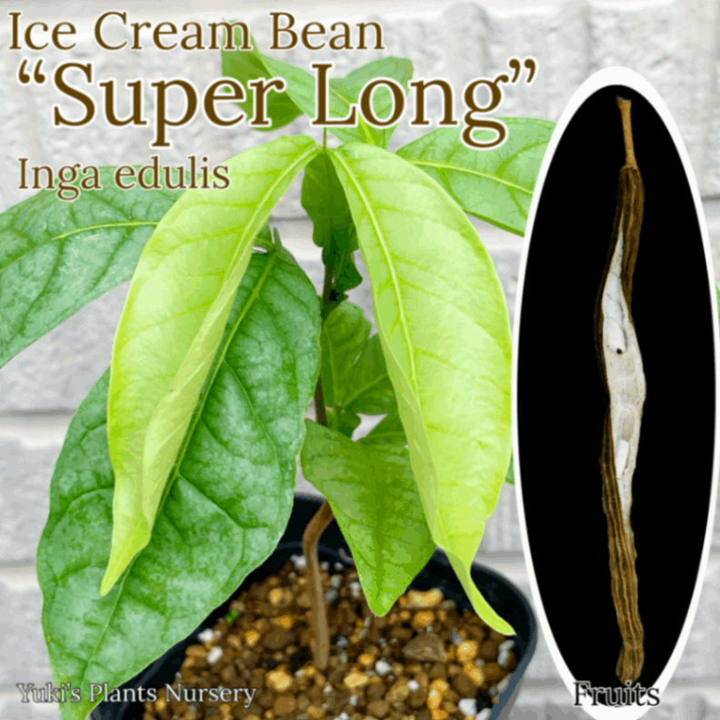 スーパーロングアイスクリームビーン 苗[熱帯果樹]Inga edulis “Super Long”