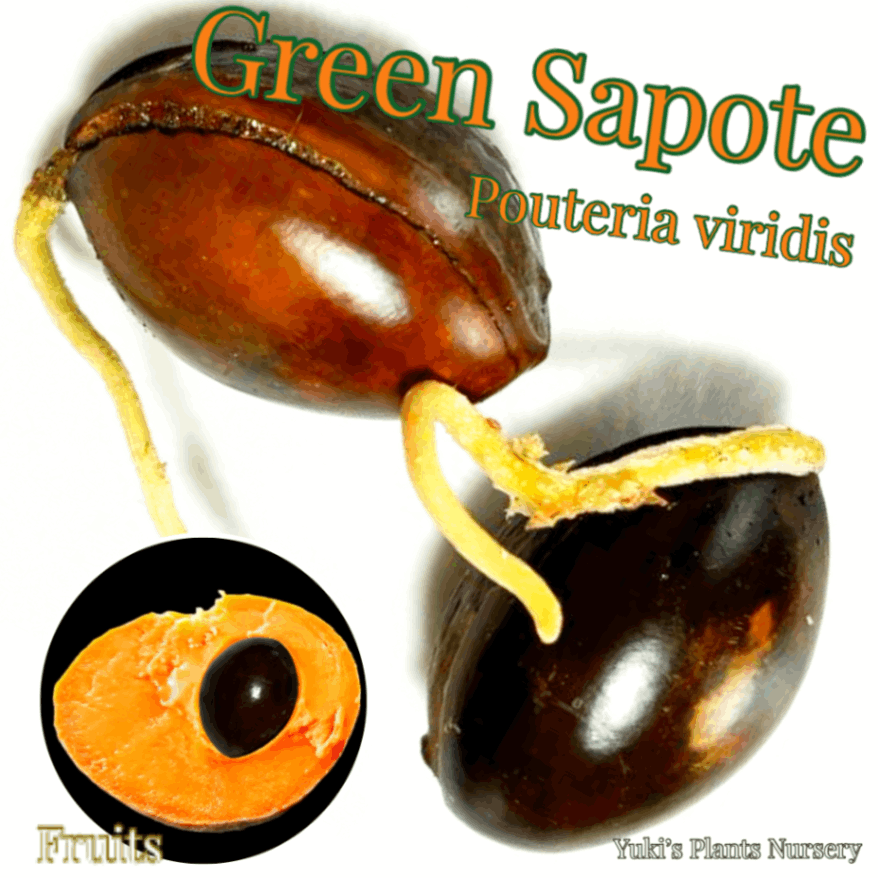 グリーンサポテ 発根種子[品種:マカワオ]Pouteria viridis 'Makawao'