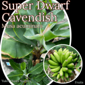 Хʥ [ʼ:ΥХå]Musa acuminata Novak/̸