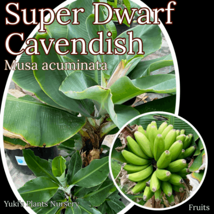 バナナ 開花苗[品種:ノバック]Musa acuminata 'Novak'/数量限定