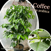 ҡΥ [ʼ:ӥ]Coffea arabica/緿